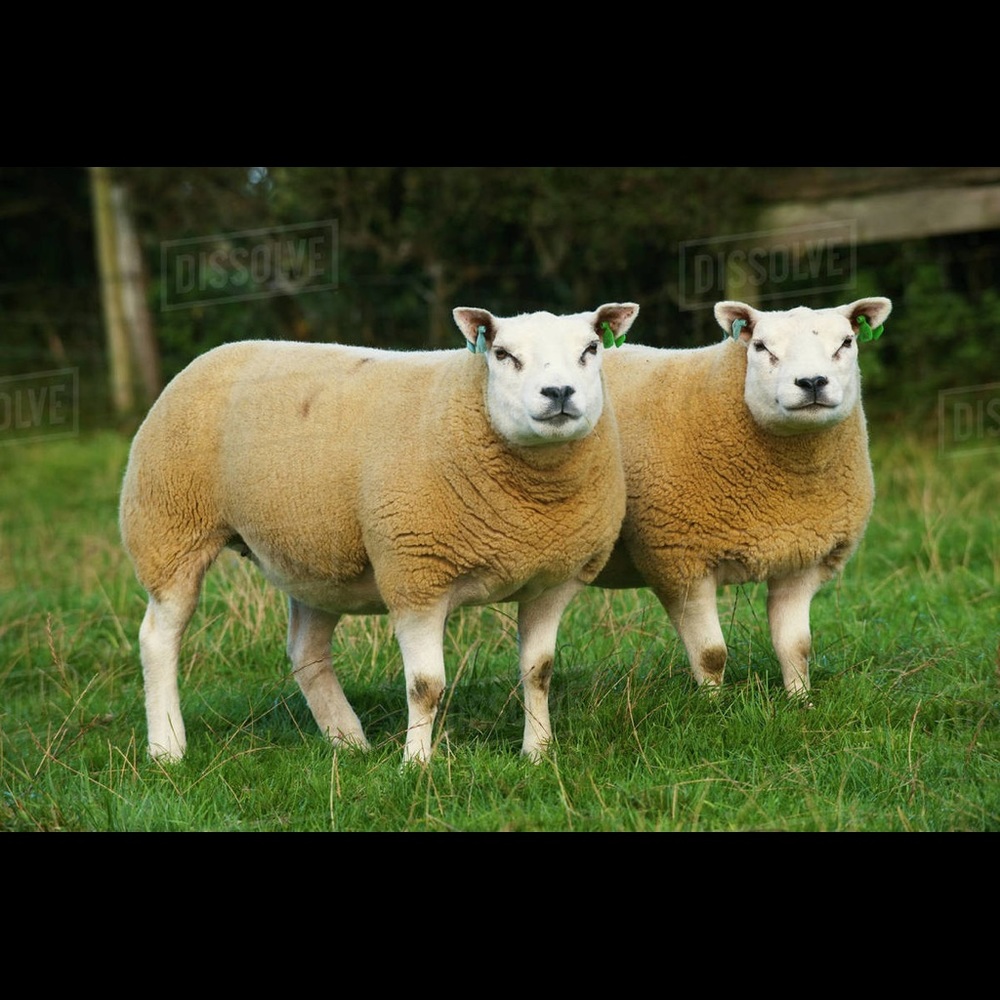 Meet your Posher, Alejandro